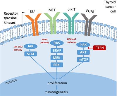 Target Therapy in Thyroid Cancer: Current Challenge in Clinical Use of Tyrosine Kinase Inhibitors and Management of Side Effects